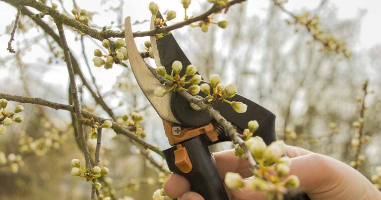 How to Prune Blooming Plants in Spring FB