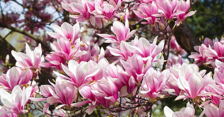 Best Deciduous Magnolias FB