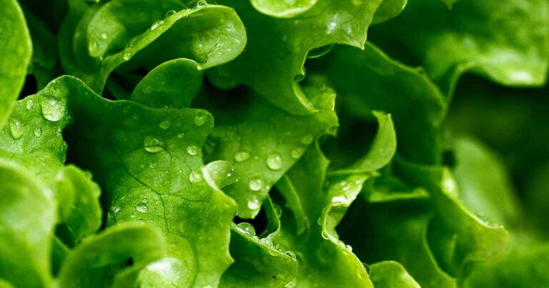 How to Grow Leaf Lettuce FB