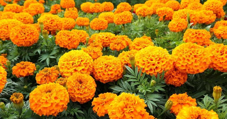 How to Grow Marigolds FB