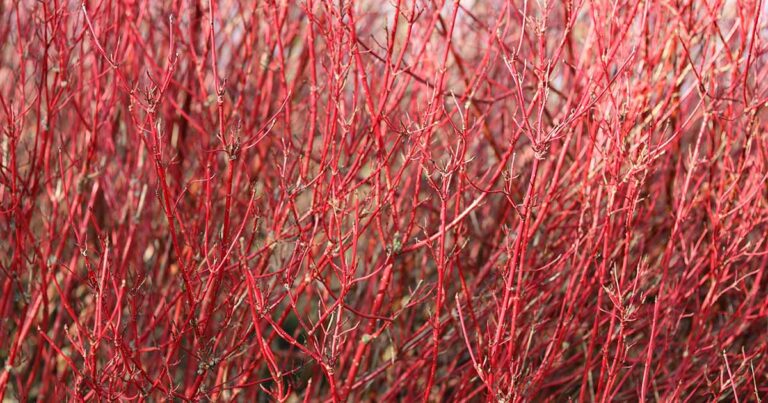 How to Grow Red Twig Dogwoods FB