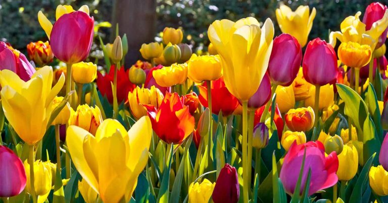 How to Water Tulips FB