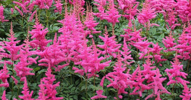 Why Astilbe Fails to Bloom FB