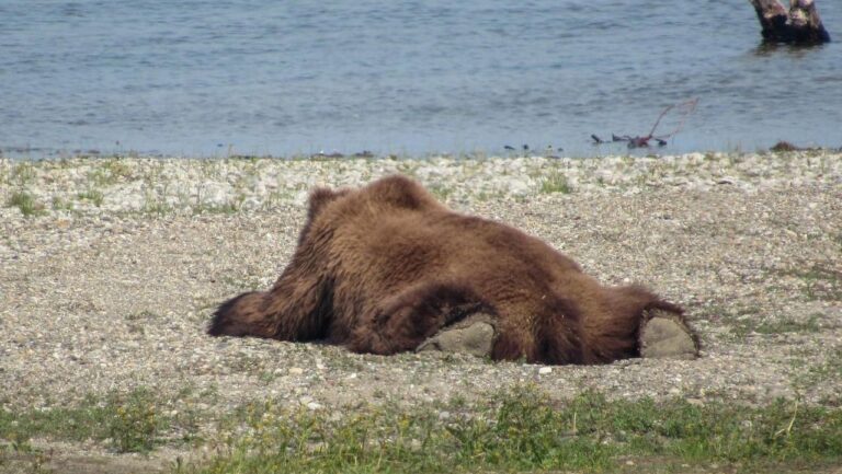 splooting bear