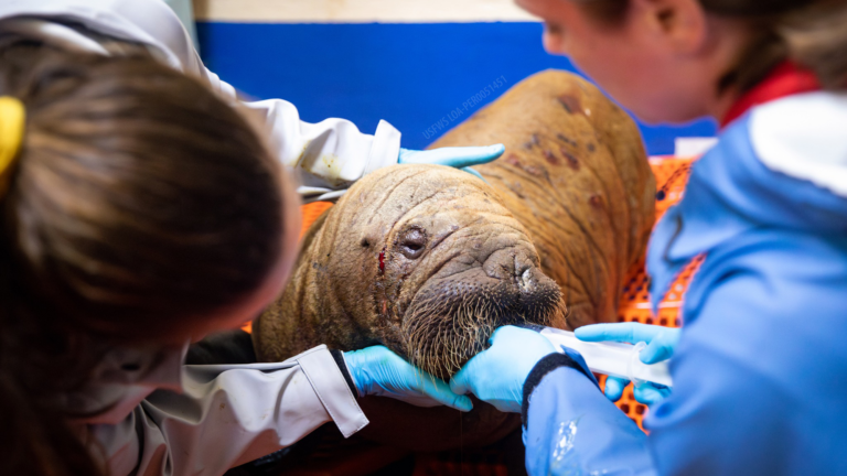 walrus calf