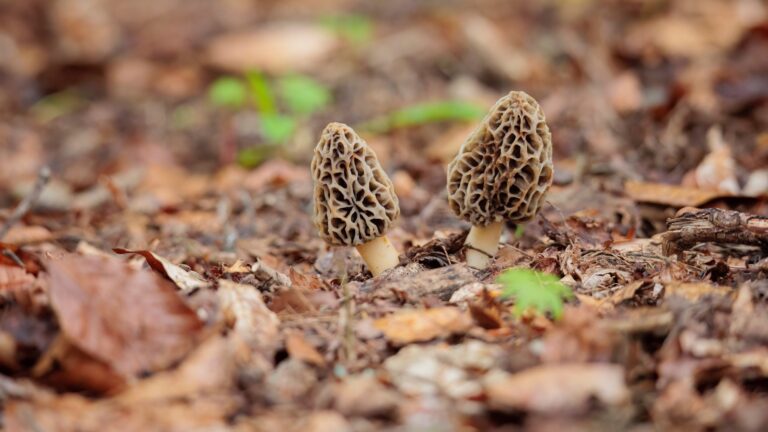 forest farming