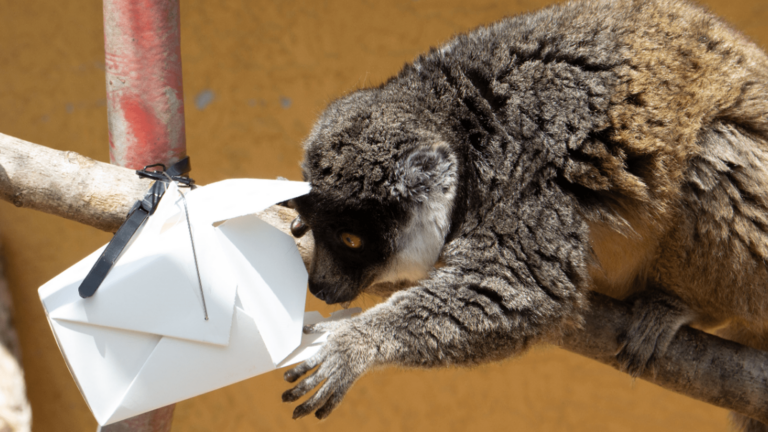 lemur takeout container