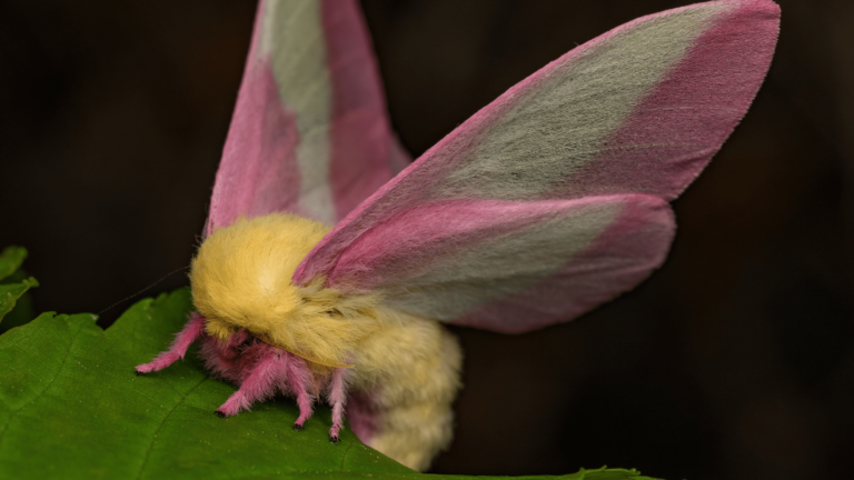 rosy maple moth