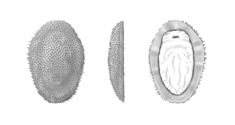 shishania reconstruction