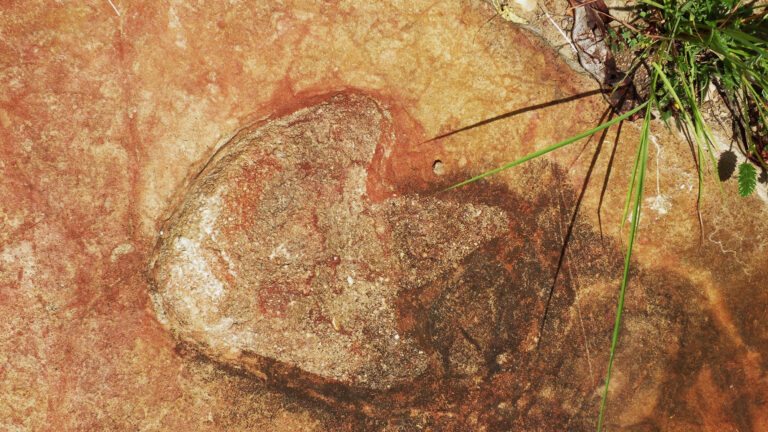 theropod footprint