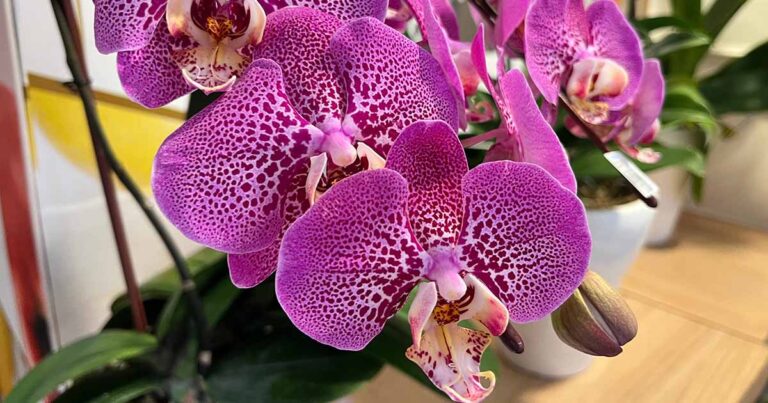 How to Manage Orchid Crown Rot FB