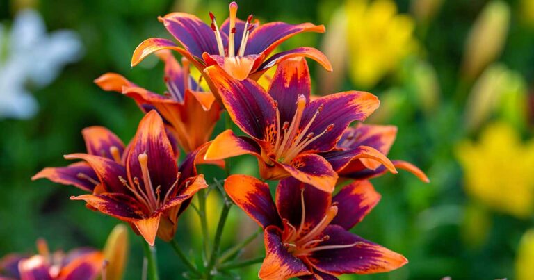 How to Winterize Daylilies FB