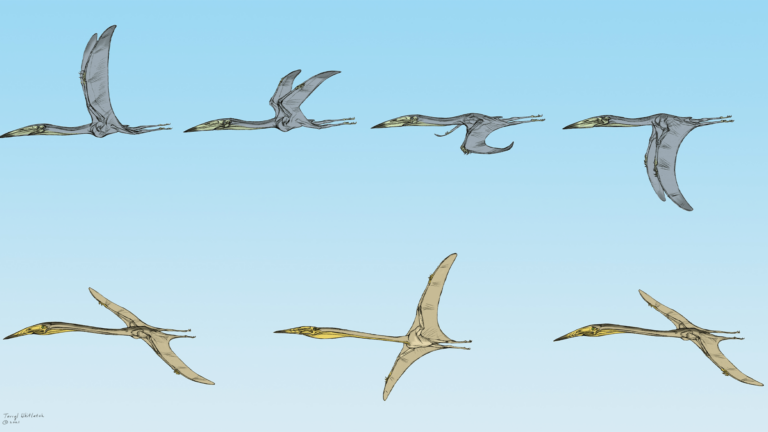 pterosaur flight