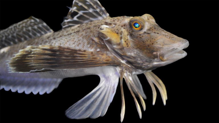 sea robin