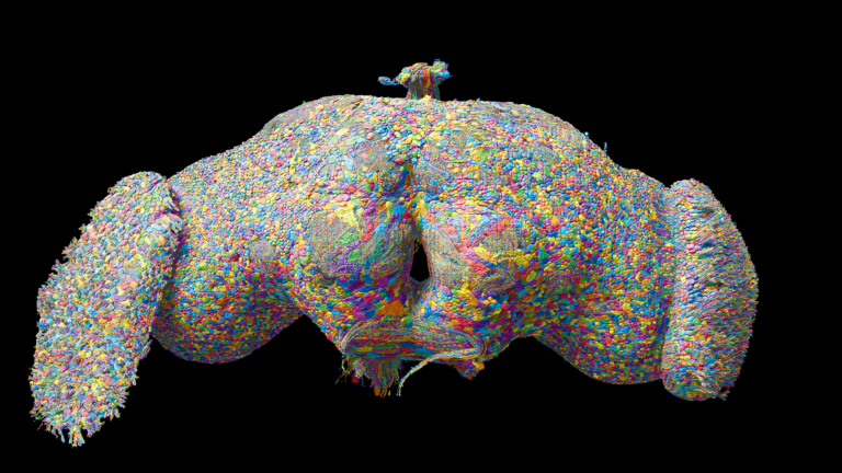 3D rendering of all 140k neurons in the fruit fly brain