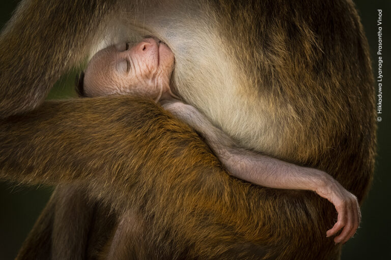 Hikkaduwa Liyanage Prasantha Vinod Wildlife Photographer of the Year