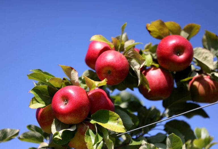 Honeycrisp apples