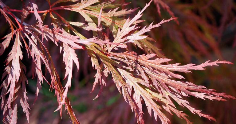 How to Grow Red Dragon Japanese Maple FB