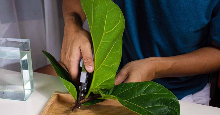 How to Propagate Ficus Cuttings FB