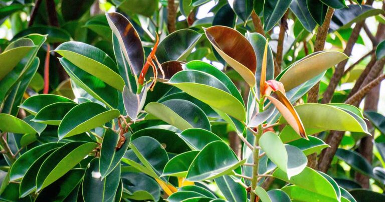 How to Prune Rubber Trees FB