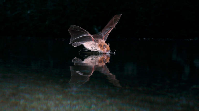 kuhls pipistrelle bat