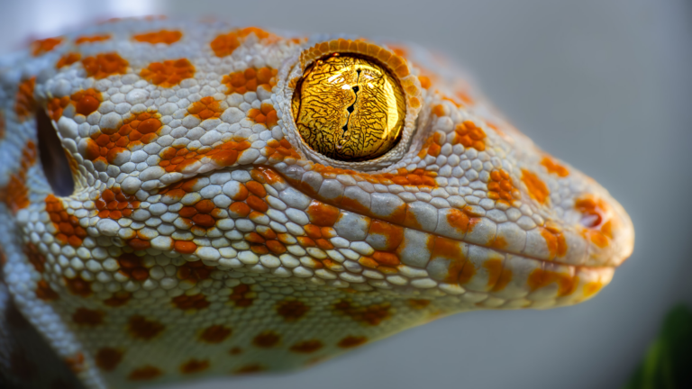 tokay gecko