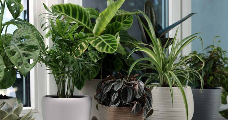 Houseplant Diseases FB