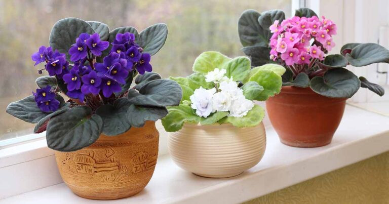 Repot African Violets FB