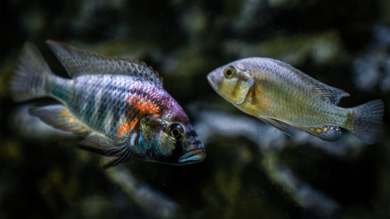 cichlid fish