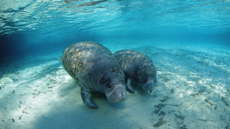 manatees swimming