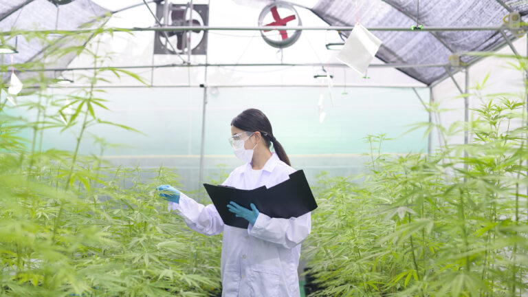 person working in a cannabis dispensary