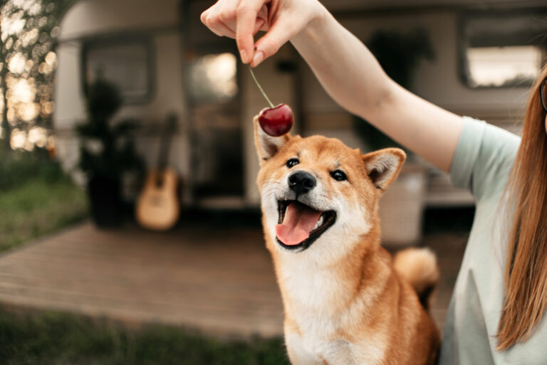 shiba inu12