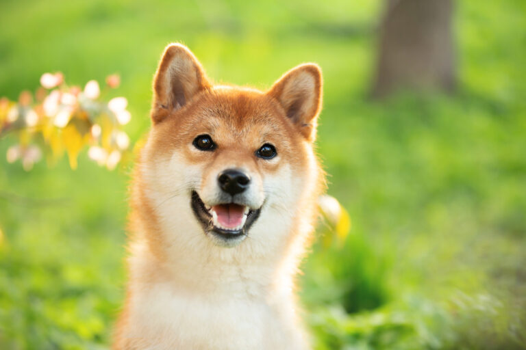 shiba inu30