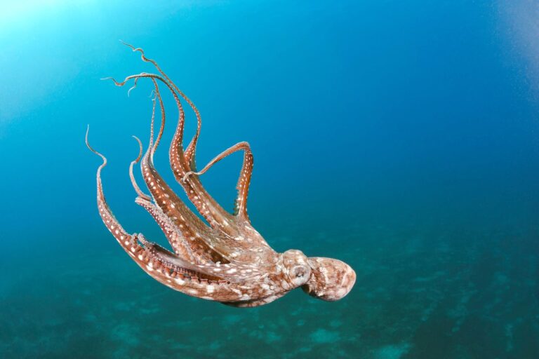 Day octopus Octopus cyanea in mid water Hawaii