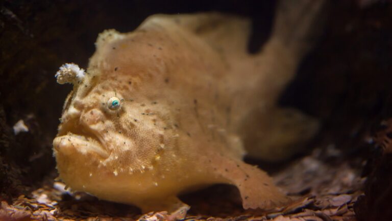 Frogfish