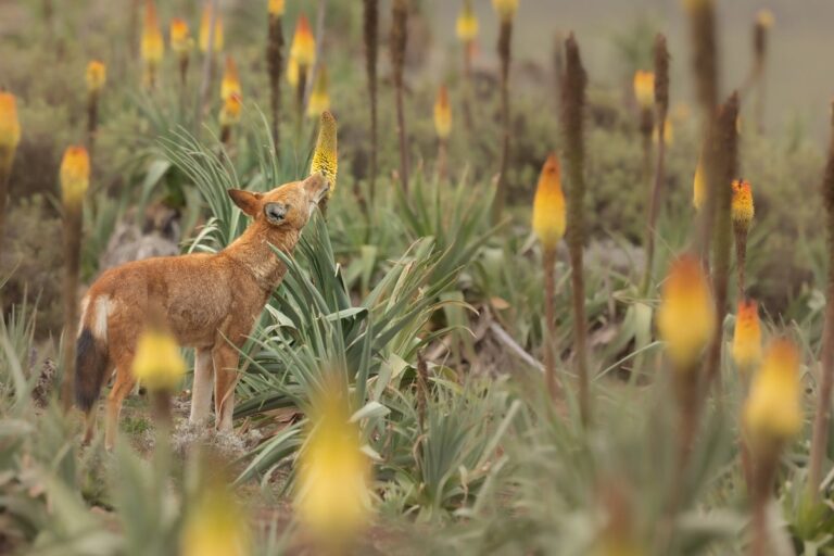 ethiopian wolf feeding amongst ethiopian red hot poker flowers