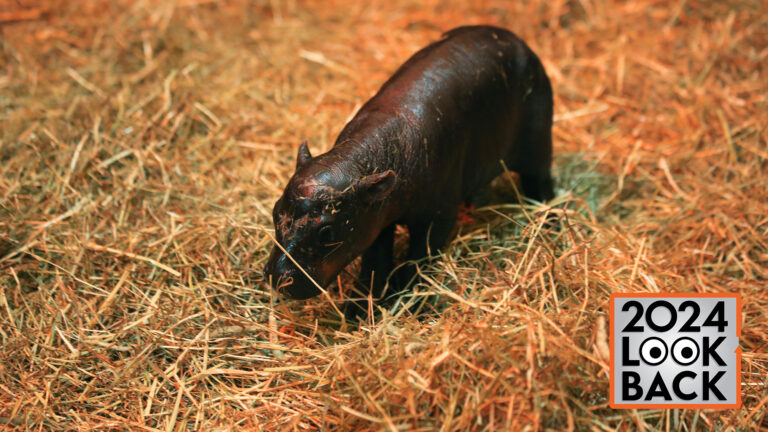 haggis pygmy hippo lead