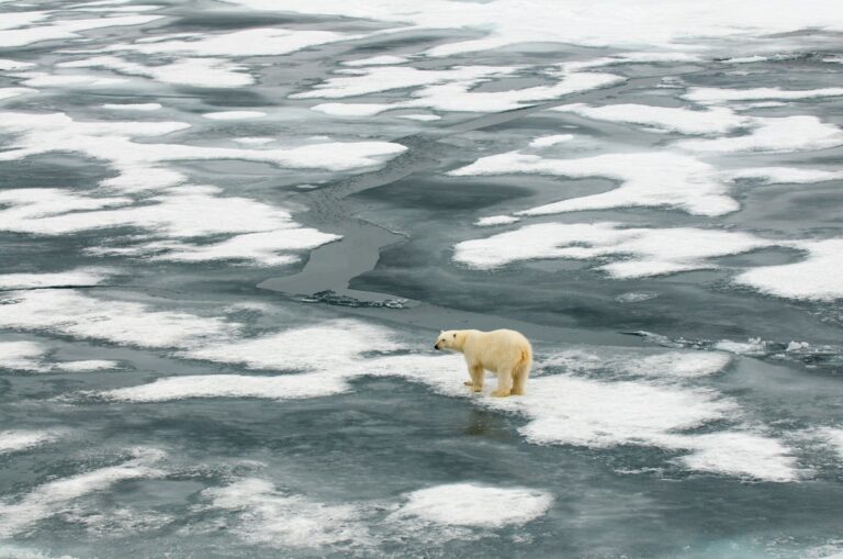 polar bear on pack ice