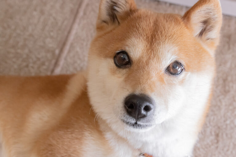 shiba inu