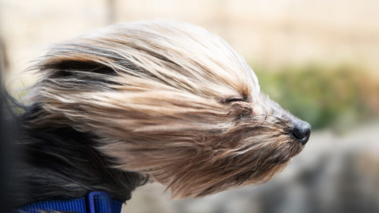 speedy wind dog 1 1152x648