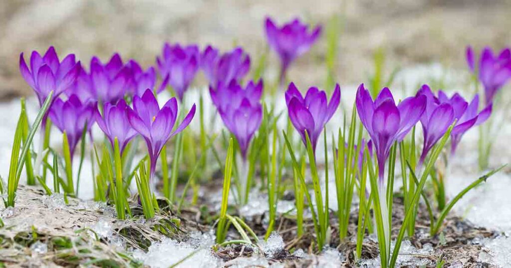 When to Plant Crocus Bulbs FB