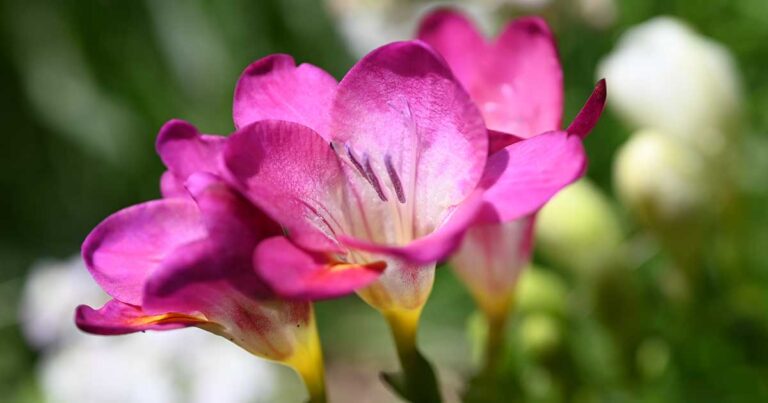 When to Plant Freesia Corms FB