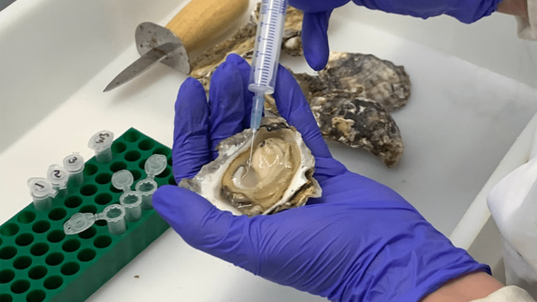 extracting oyster blood