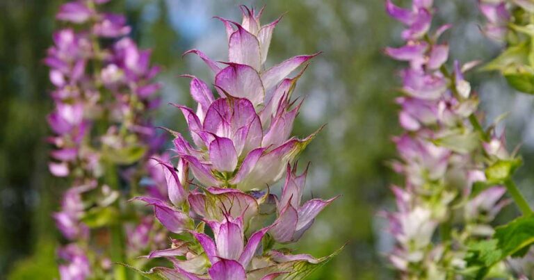 How to Grow Clary Sage FB