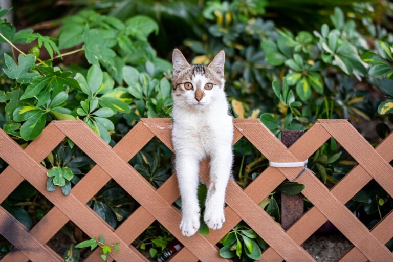 cat on lattice fence