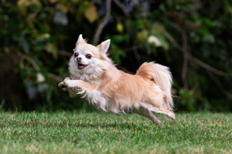 happy chihuahua leaping