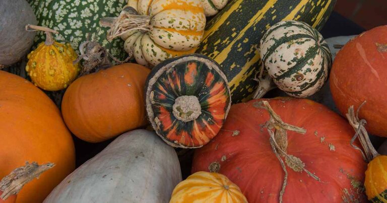 Best Winter Squash Varieties FB