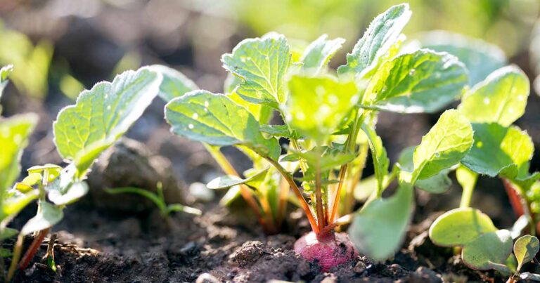 Can You Eat Radish Tops FB