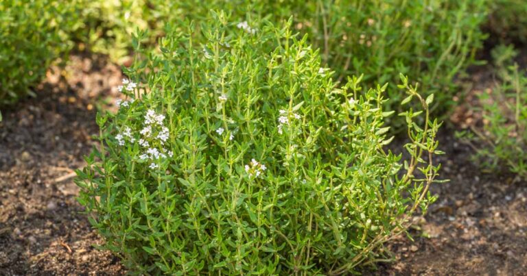 Learn How to Plant and Grow Common Thyme Thymus vulgaris FB