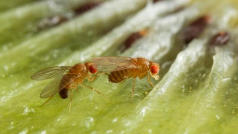 drunkfly1 1152x648